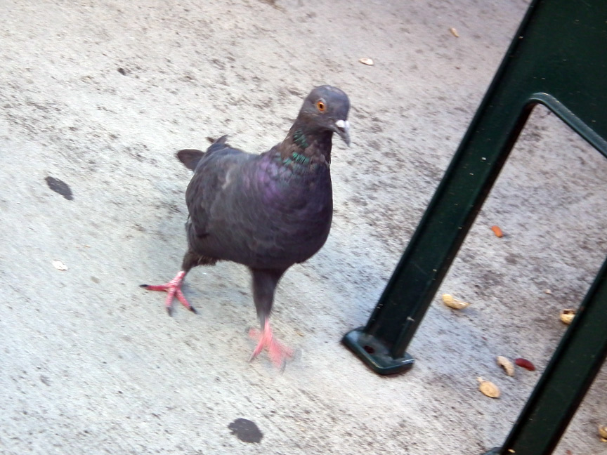 gal/2010/2010-09-10 - Detroit Tigers vs. Baltimore Orioles, Comerica Park (L 6-3)/DSCF1286.jpg